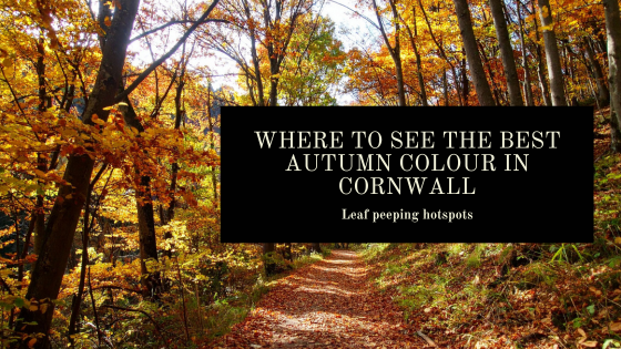 Where To See The Best Autumn Colour In Cornwall