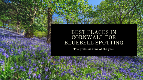Best Places in Cornwall For Bluebell Spotting