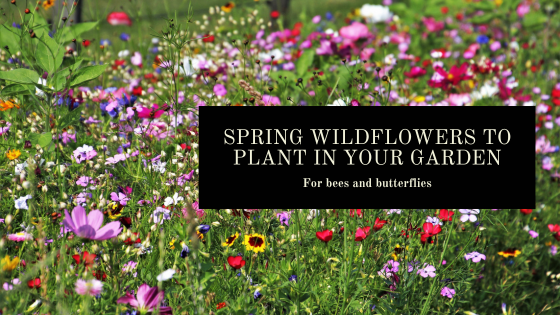 Spring Wildflowers To Plant In Your Garden For Bees & Butterflies
