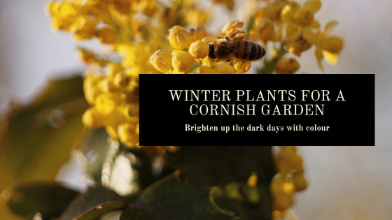 Winter Plants For A Cornish Garden