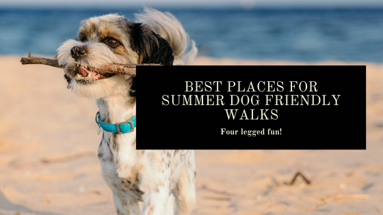 Best Places In Cornwall for Summer Dog Friendly Walks