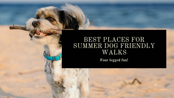 Best places best sale to take dogs