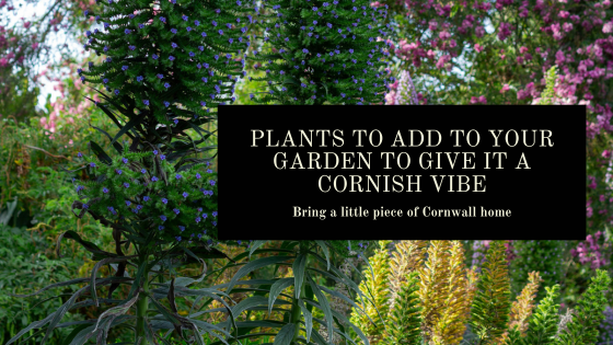 Plants To Add To Your Garden To Give It A Cornish Vibe