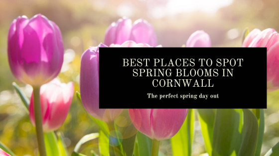 Best Places To Spot Spring Blooms In Cornwall