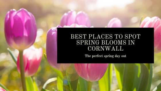 Best Places To Spot Spring Blooms In Cornwall | Blog | Schoose